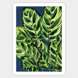 Calathea plant illustration Sticker